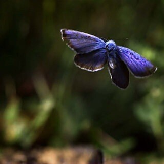 Wie fliegen Schmetterlinge? · Frage trifft Antwort