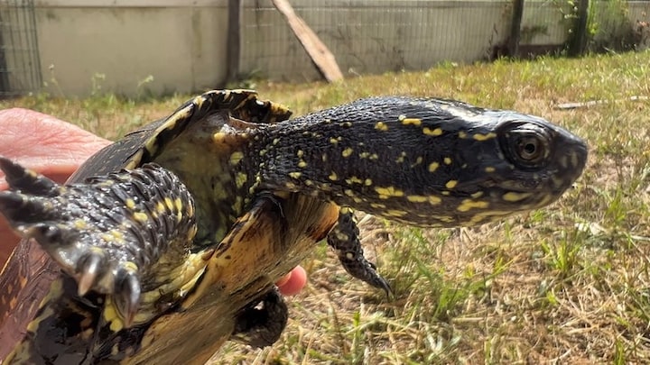 Europäische Sumpfschildkröte in der Hand eines Naturschützers kurz vor ihrer Auswilderung. Im Hintergrund ein Auwald.