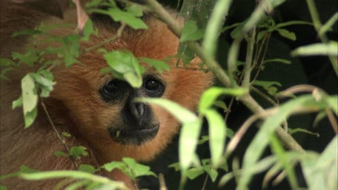 Neue Arten braucht die Welt · Theos Tierwelt